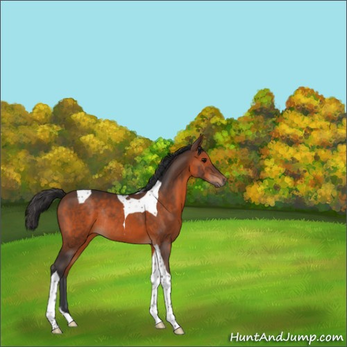 Horse Color:Brown Tobiano Rabicano 