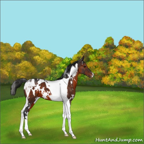 Horse Color:White Spotted Brown Tobiano Appaloosa 