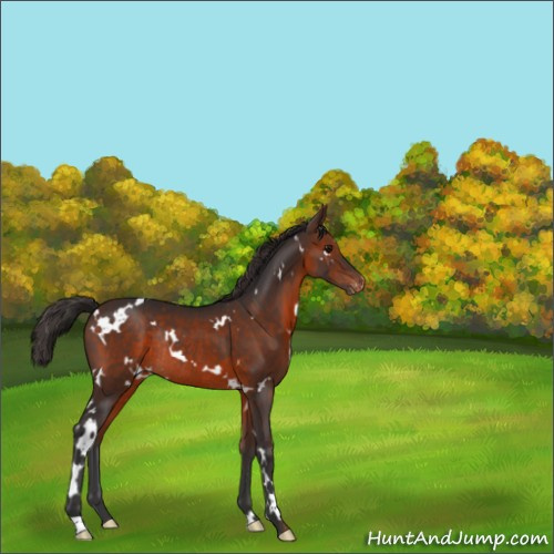 Horse Color:White Spotted Brown Appaloosa Rabicano 