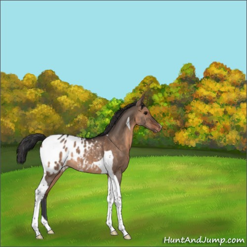 Horse Color:Brown Dun Tobiano Appaloosa Rabicano 