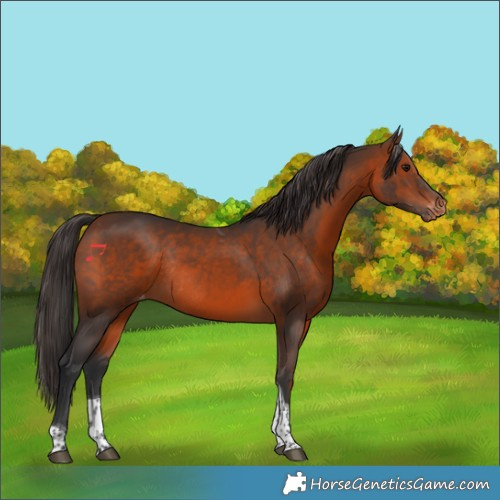 Horse Color:Brown Tobiano Appaloosa Rabicano 