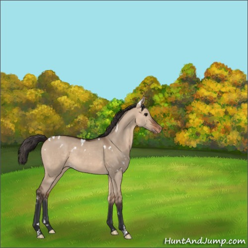 Horse Color:White Spotted Bay Dun Appaloosa Rabicano 