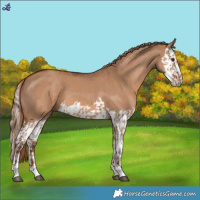 Horse Color:Red Dun  and Red Dun Splash 