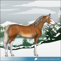 Horse Color:Gray Palomino Splash 