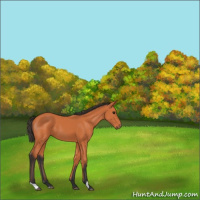 Horse Color:Bay 