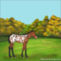 Horse Color:Bay Appaloosa