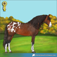 Horse Color:Bay Appaloosa 