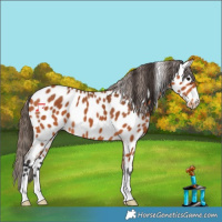 Horse Color:Bay Appaloosa 
