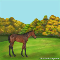 Horse Color:Bay 