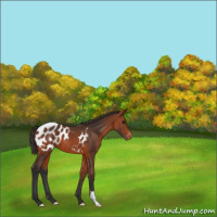 Horse Color:Bay Appaloosa