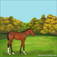 Horse Color:Bay 