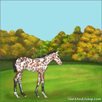 Horse Color:Bay Appaloosa
