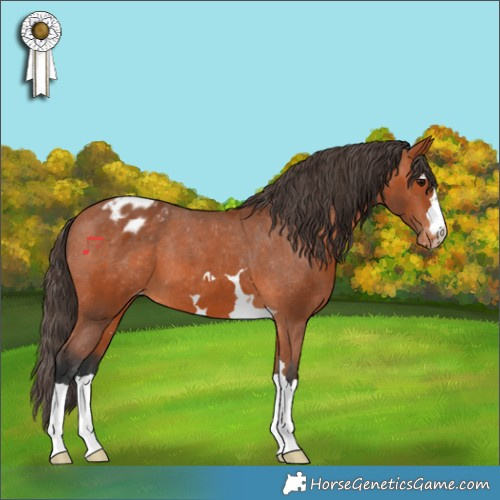 Horse Color:Bay Appaloosa 