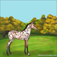Horse Color:Bay Appaloosa