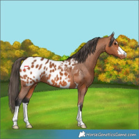 Horse Color:Bay Near Leopard