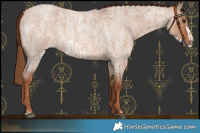 Horse Color:Red Dun Roan and Red Dun Roan Frame