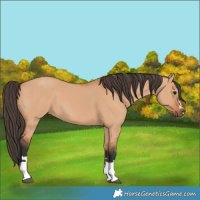 Horse Color:Bay Dun