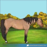 Horse Color:Bay Dun