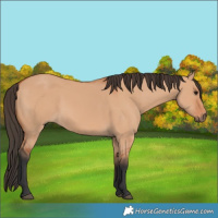 Horse Color:Bay Dun