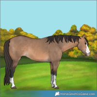 Horse Color:Bay Dun