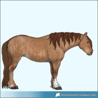 Horse Color:Red Dun  and Gray Red Dun 