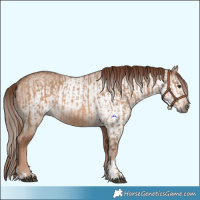 Horse Color:Red Dun and Gray Red Dun