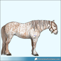 Horse Color:Red Dun  and Gray Red Dun 