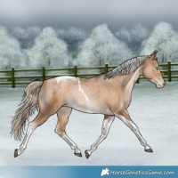 Horse Color:Chocolate Palomino Pearl Tobiano 