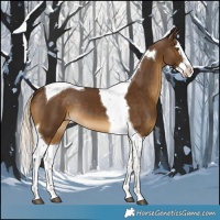 Horse Color:Chocolate Palomino Splash Tobiano 