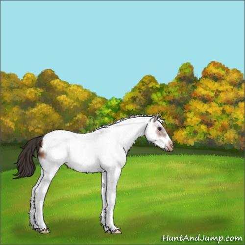 Horse Color:White Spotted Bay Frame Varnish 
