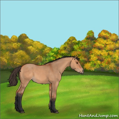 Horse Color:Bay Dun 