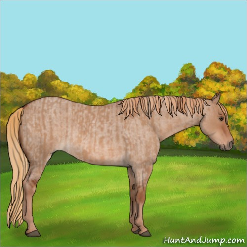 Horse Color:Red Dun and Red Dun Roan