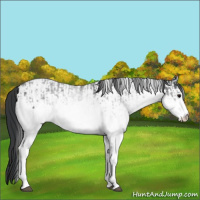 Horse Color:White Spotted Blue Roan Rabicano  and White Spotted Grullo Roan Rabicano 