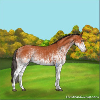 Horse Color:White Spotted Bay Splash and White Spotted Bay