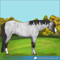 Horse Color:Smoky Blue Roan 