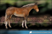 Horse Color:Chocolate Palomino Tobiano 