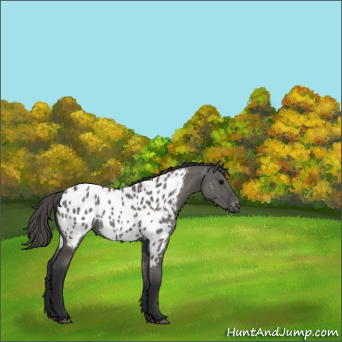 Horse Color:Grullo Appaloosa Rabicano 