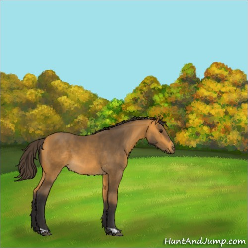 Horse Color:Buckskin 