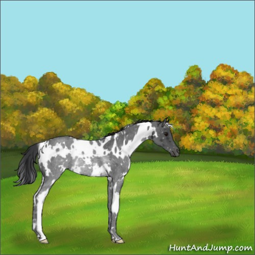 Horse Color:White Spotted Blue Roan Rabicano