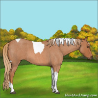 Horse Color:Red Roan Tobiano 