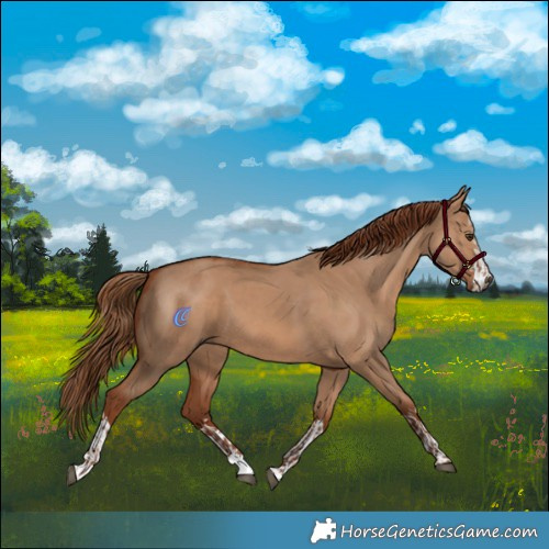 Horse Color:Red Dun  and Red Dun 