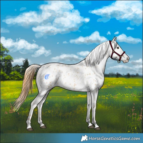 Horse Color:Red Dun Appaloosa 