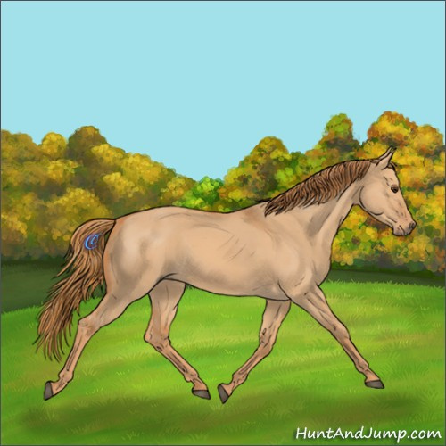 Horse Color:Red Dun