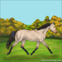 Horse Color:Bay Dun 