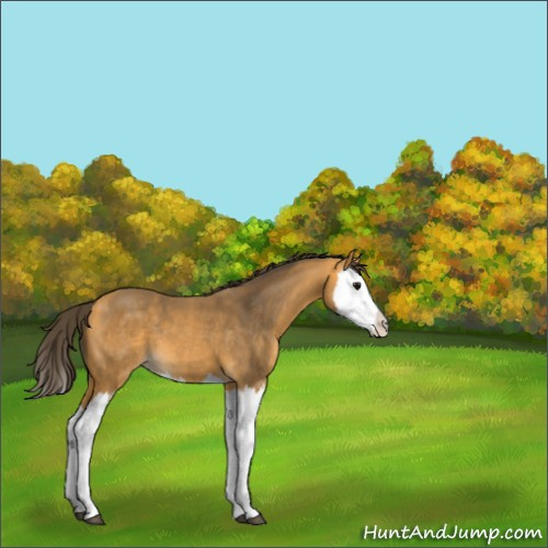 Horse Color:Buckskin Splash 