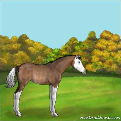 Horse Color:Gray Bay Dun Splash Rabicano 