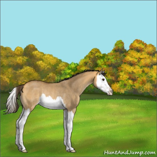 Horse Color:Buckskin Dun Splash Rabicano 