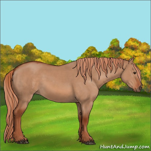 Horse Color:Red Dun  and Red Dun 
