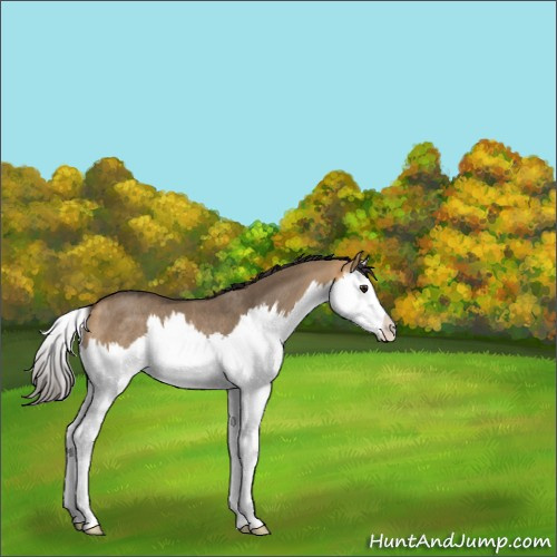 Horse Color:Buckskin Dun Splash Rabicano 