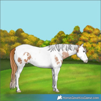 Horse Color:White Spotted Chestnut Splash Tobiano Rabicano